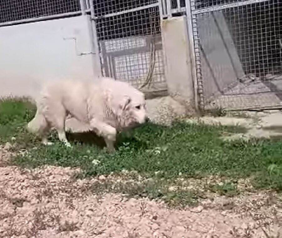 cane pastore abruzzese cammina