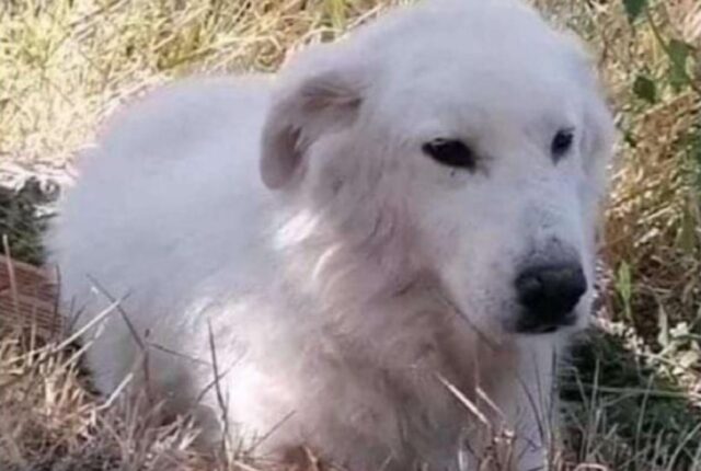 San Vittore, Gioacchino non torna a casa da mesi, il Pastore Maremmano risulta ancora smarrito