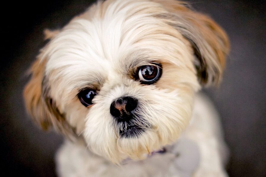 cane shih tzu