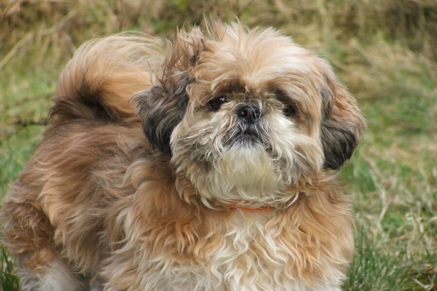 cane con il muso schiacciato