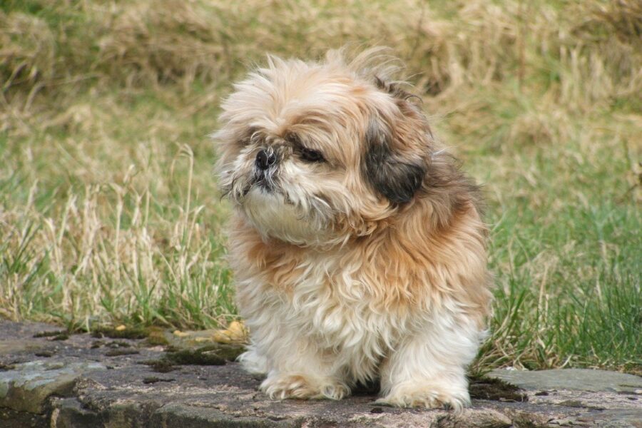 cane su muretto