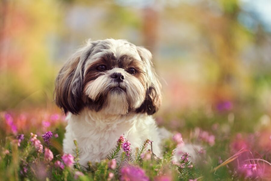 cane in mezzo alla natura