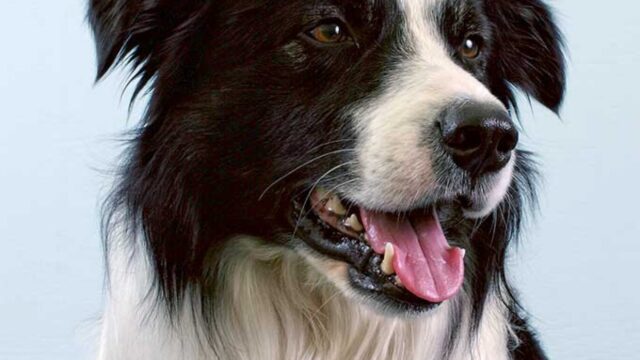 Shonik il cucciolo di Border Collie è il cane più famoso d’Italia (VIDEO)