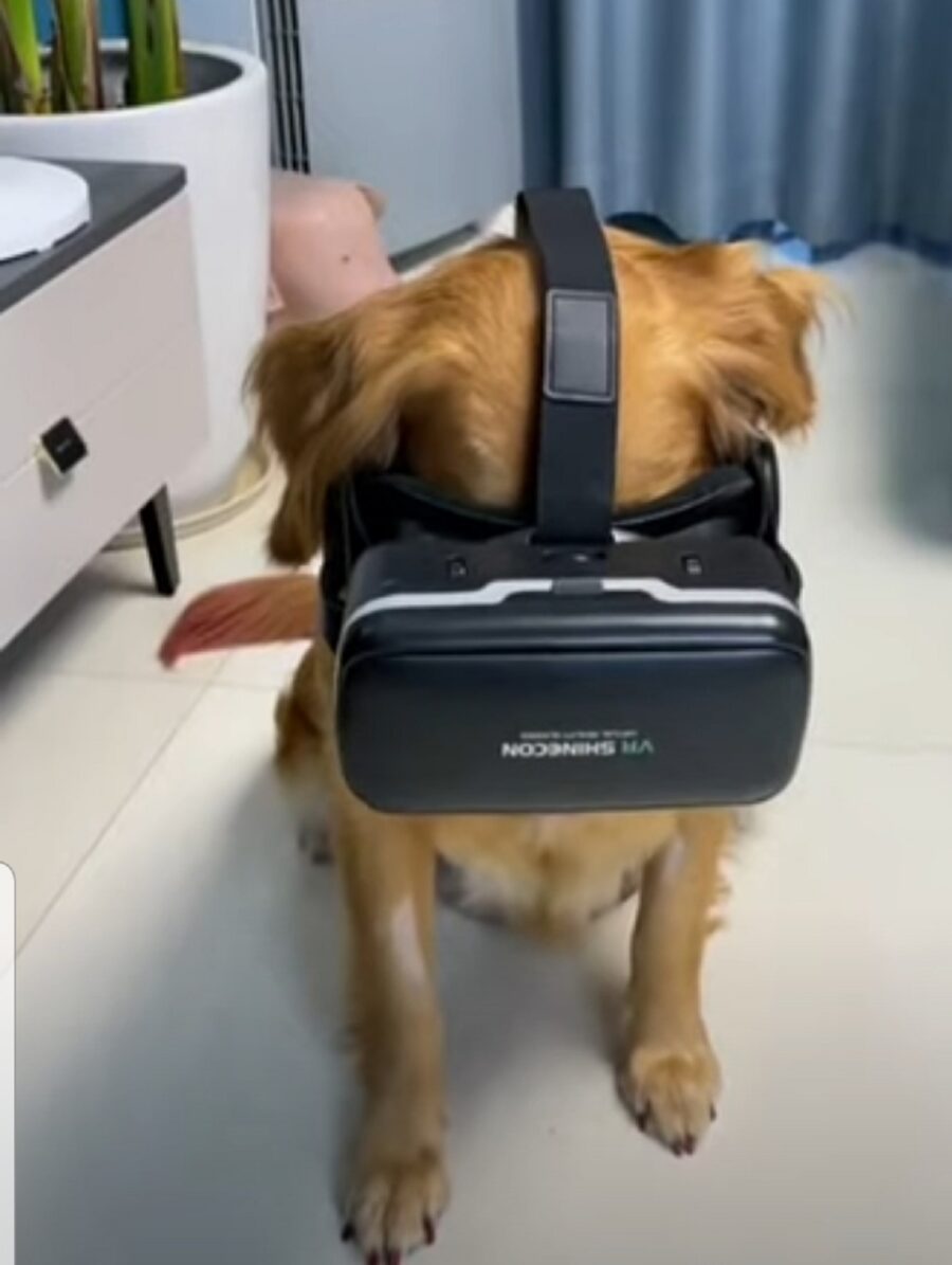 simpatico cagnolino prova la realtà virtuale