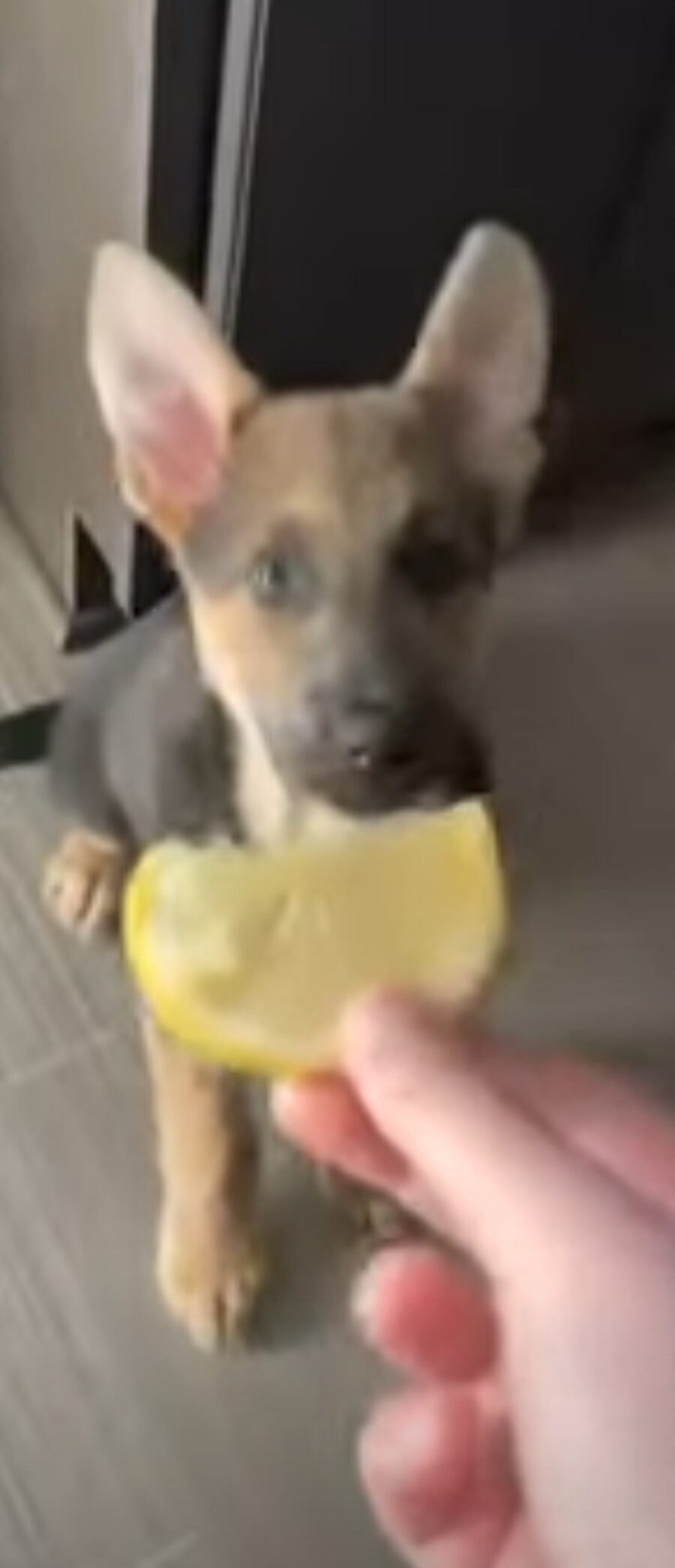 simpatico cagnolino assaggia per la prima volta un limone
