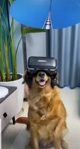 Simpatico cagnolino prova la realtà virtuale per la prima volta (VIDEO)