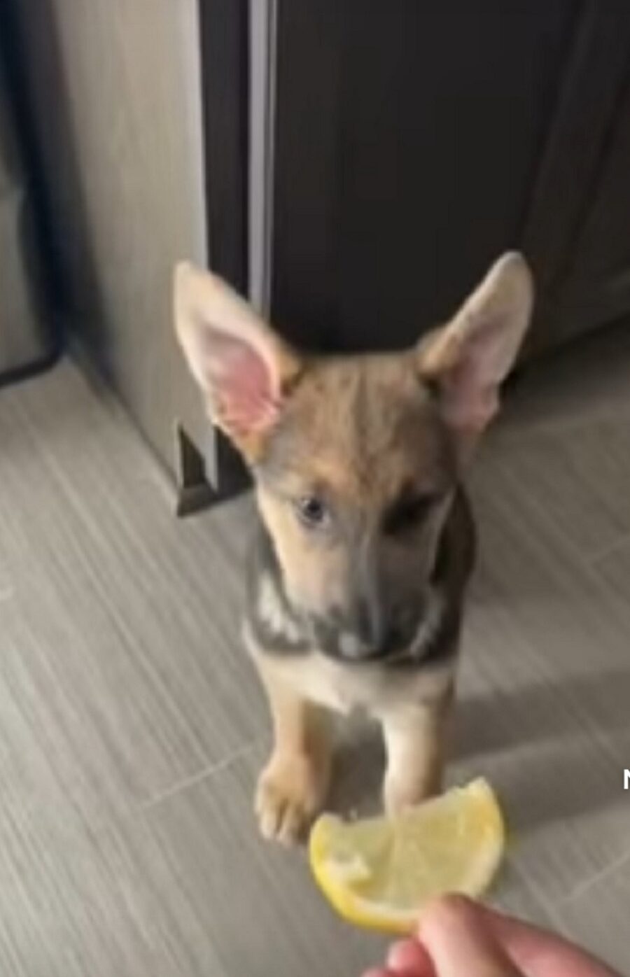 video di un simpatico cagnolino che assaggia un limone