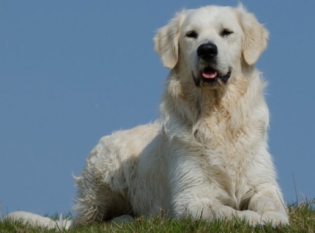 Sinalunga, una coppia di turisti tedeschi perde il proprio cane, Gigi è ancora lì fuori