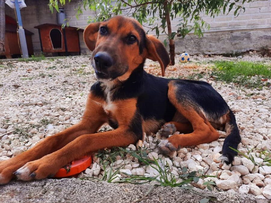 splendido cucciolo cerca famiglia