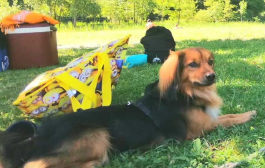 cagnolino con pettorina nera