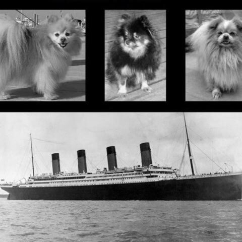 Tre cuccioli di cane sono sopravvissuti all’affondamento del Titanic (VIDEO)
