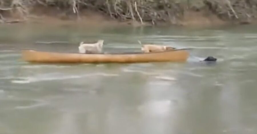 due cani bloccati su un' imbarcazione  vengono salvati da un loro amico