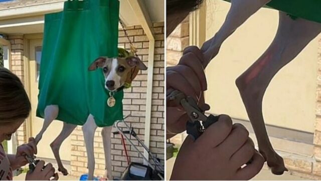 Cucciolo di cane spaventato per il taglio delle unghie