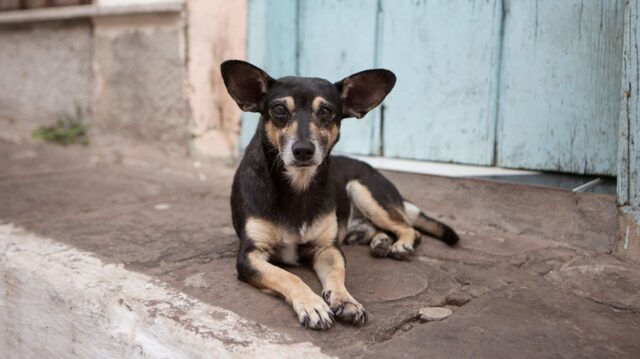 Venti cuccioli di cani randagi sono morti avvelenati