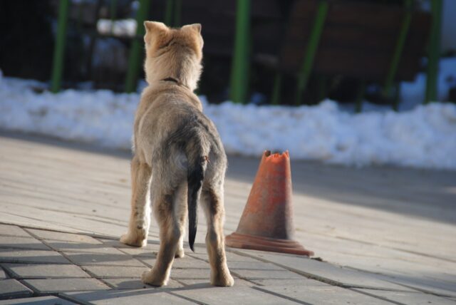 Un filmato in ricordo di Bubi, Cane Lupo Cecoslovacco vigliaccamente avvelenato in Umbria (VIDEO)