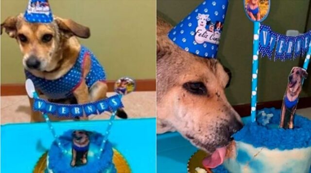 Cucciolo di cane festeggia il suo primo compleanno in famiglia
