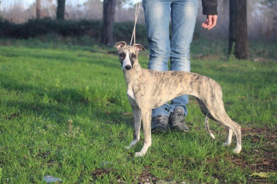 cane al guinzaglio