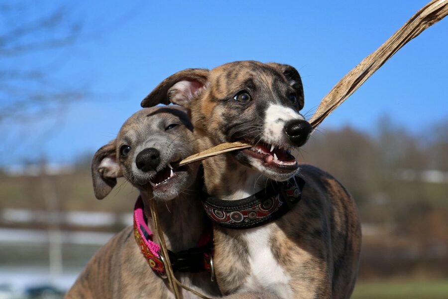 cani che giocano con un ramo