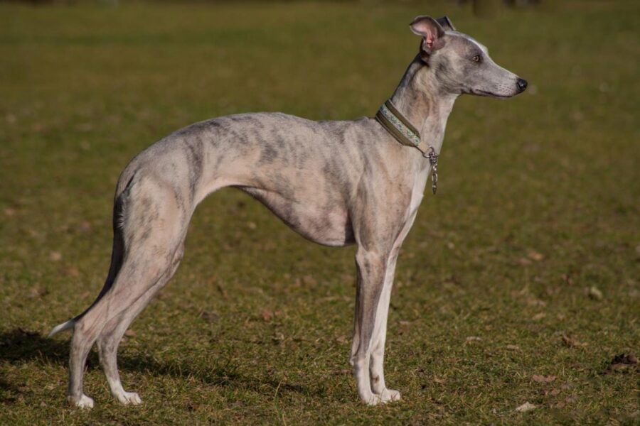 esemplare di whippet