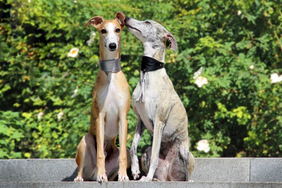 due whippet di colore diverso