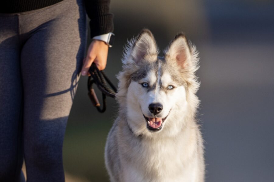 husky dolce sguardo