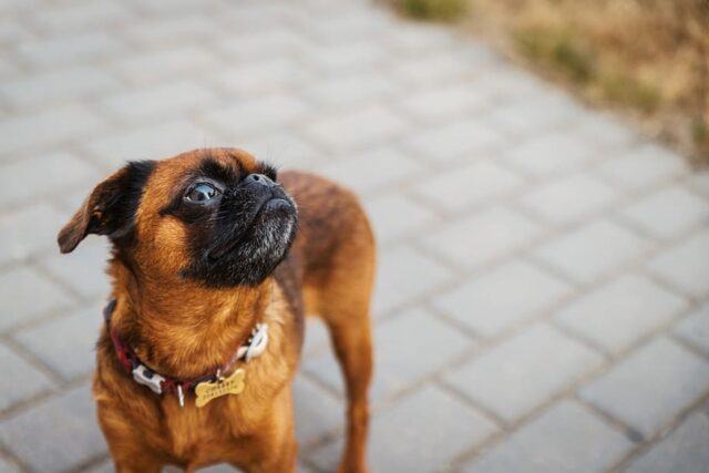 4 conseguenze della mancata socializzazione del cane