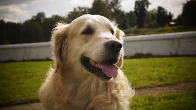 4 consigli per aiutare il cane ad ambientarsi nella casa nuova