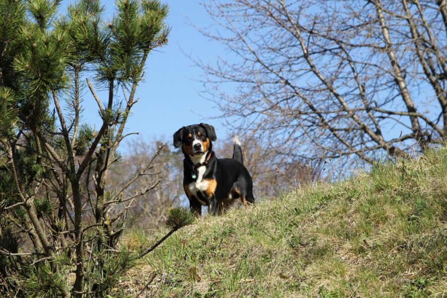 cane nella natura