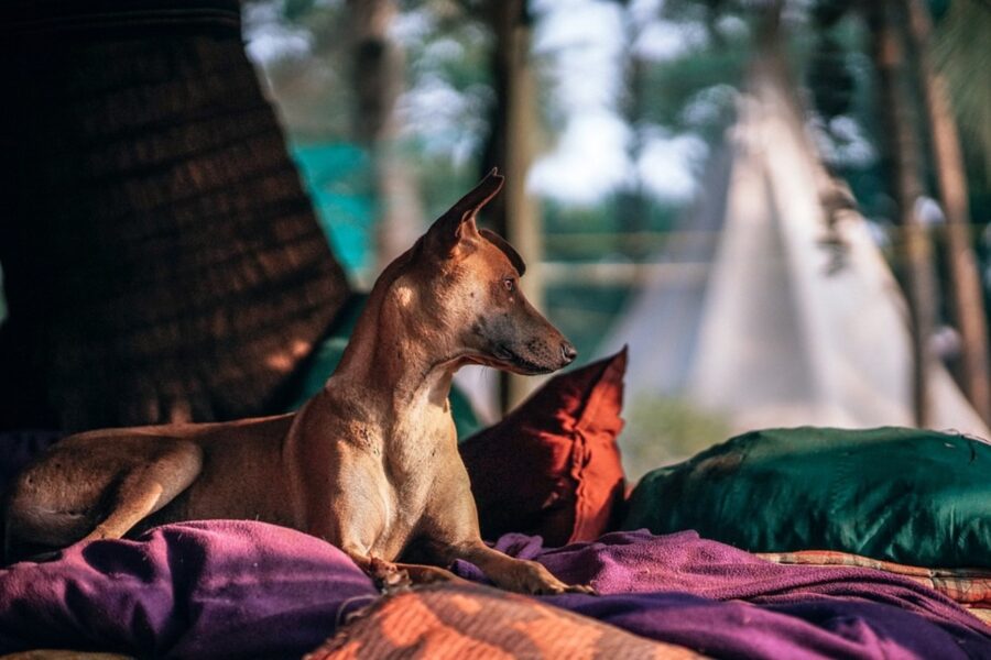 cane sul sofa