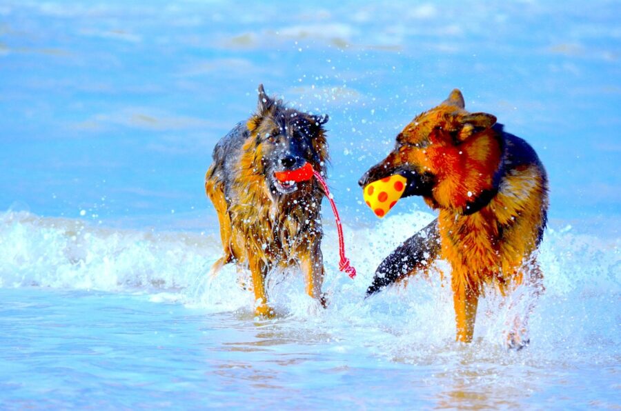 cani insieme acqua