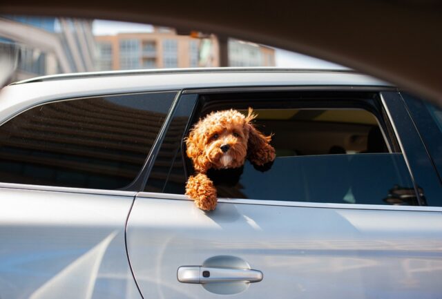 4 consigli per gestire al meglio il mal d’auto nel cane