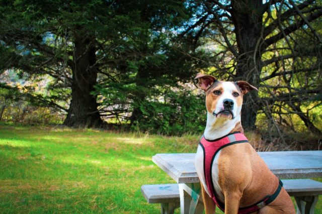 4 consigli per organizzare un picnic perfetto per il tuo cane