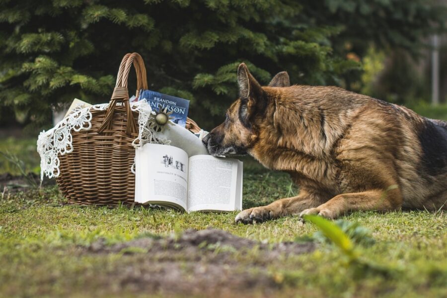 cucciolo natura cesto