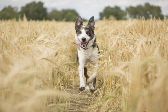 4 cose che ti fanno capire che il cane non fa abbastanza attività fisica