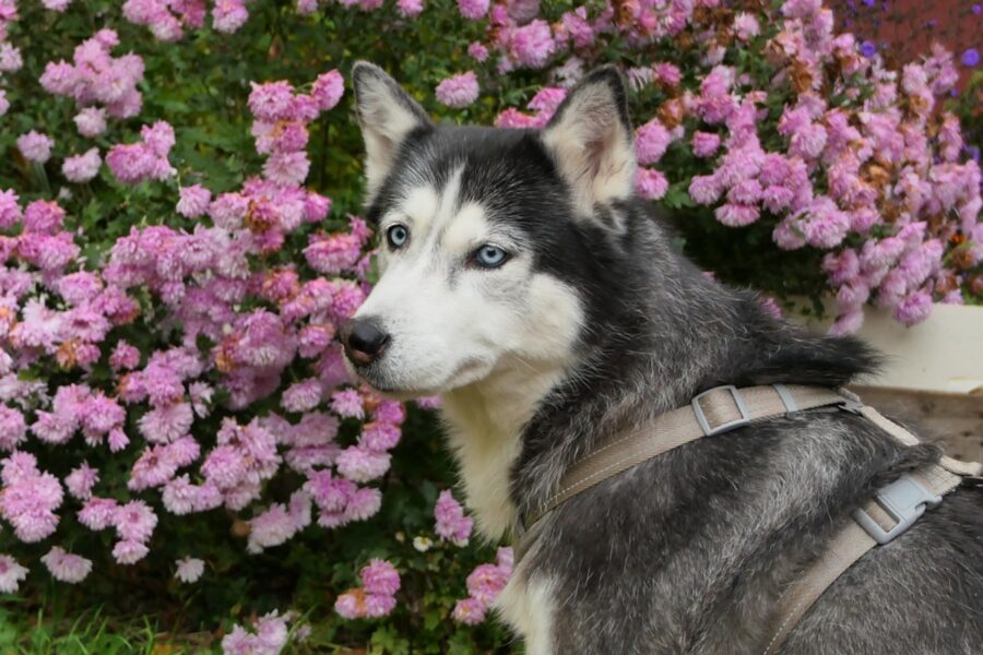 cane husky natura