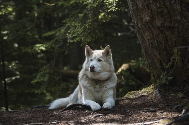 4 cose da fare per mantenere il tuo Husky sempre stimolato