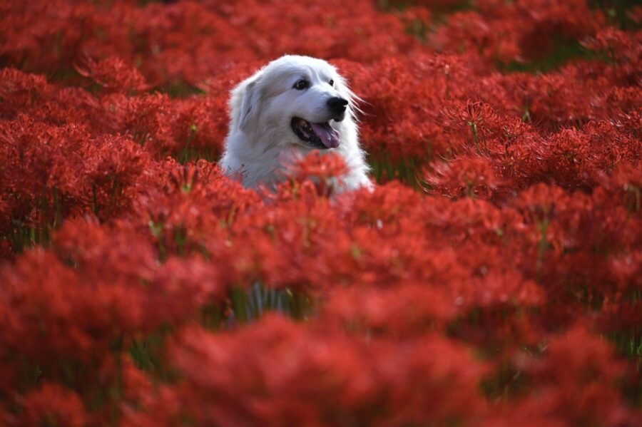 cane nel parco