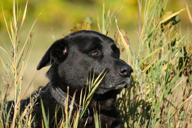 4 miti più sbagliati in assoluto sui cani che bisogna sfatare