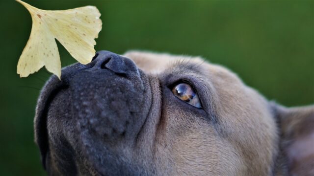 4 motivi per cui il Bulldog Francese ha il naso asciutto