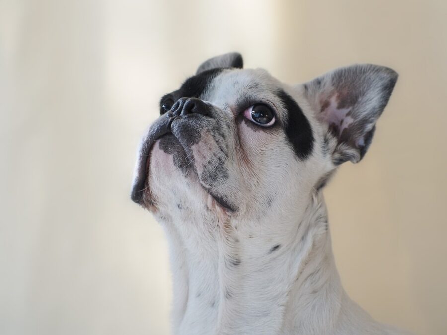 cucciolo adorabile sguardo