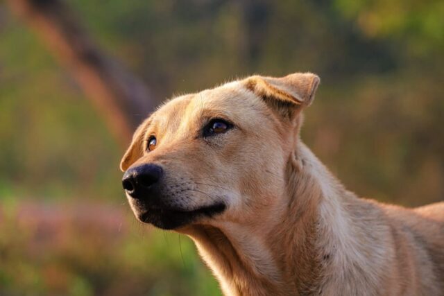 4 posizioni in cui il cane fa la pipì e il loro significato