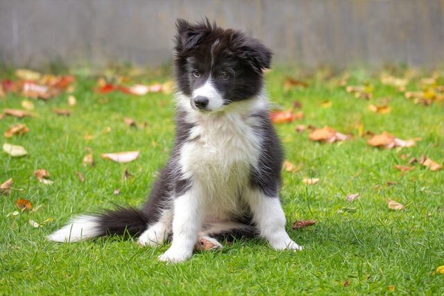 4 principali ragioni per cui il cane emana un odore cattivo