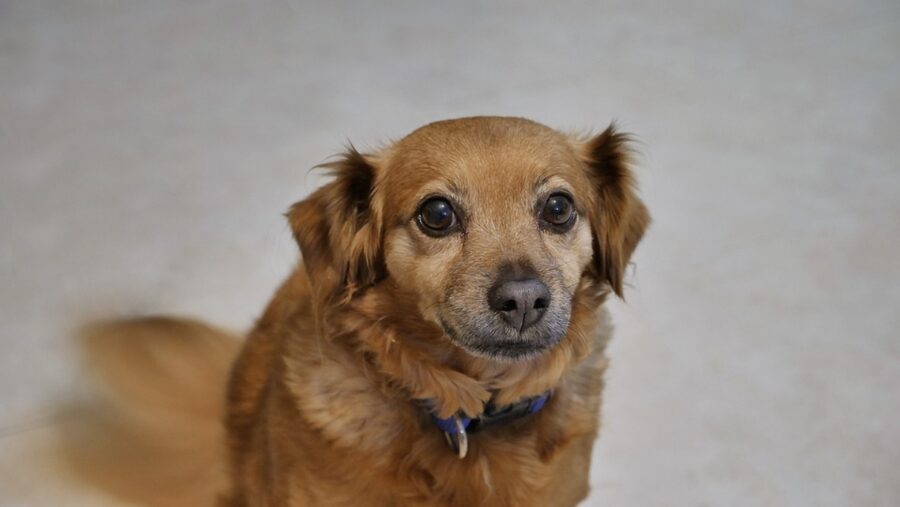 cucciolo tenero peloso