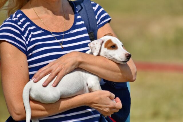 4 punti in cui è fortemente sconsigliato accarezzare un cane