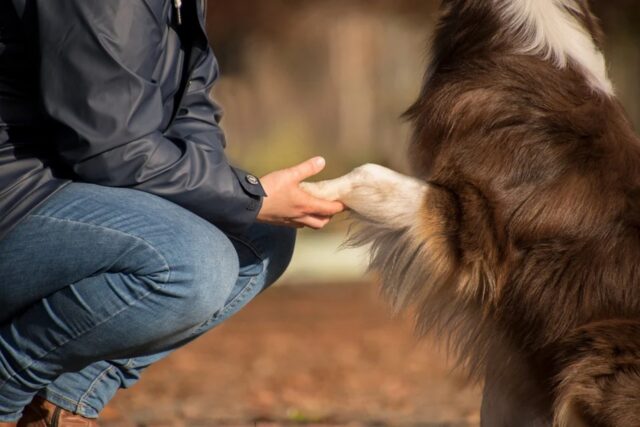 4 ragioni per cui dovremmo essere estremamente grati ai cani