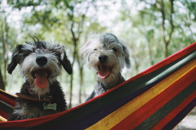 4 ragioni per cui è meglio avere due cani anziché uno