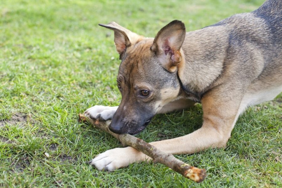 cane con bastone