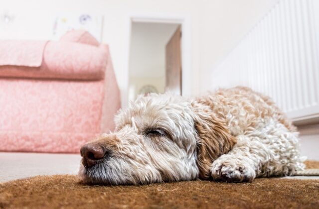 4 suggerimenti per insegnare al cane a stare a casa da solo