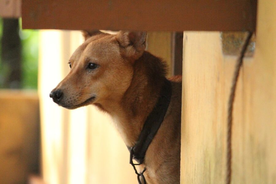 cane adorabile affacciato