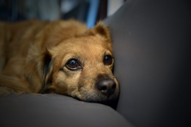 4 suggerimenti per prendersi cura di un cane con la febbre nel modo giusto